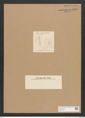 Diatomeae indet. Zeichnungen Sammlung Grunow Nr. 2596 (NHMW-BOT-W0369788)
